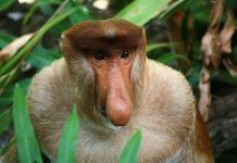 Phát hiện loài khỉ "nhai lại" giống như bò