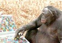 Những “bậc thầy” giao tiếp trong thế giới động vật