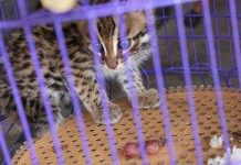 Cứu mèo rừng quý hiếm khỏi quán cơm bình dân