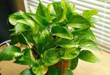 Cây xanh hút chất độc của máy tính Cây xanh hút chất độc của máy tính