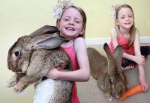 Chú thỏ khổng lồ ăn 4000 củ cà rốt trong một năm Chú thỏ khổng lồ ăn 4000 củ cà rốt trong một năm