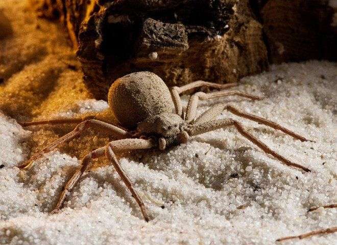 “Quái vật 6 mắt” và nọc độc khiến con người vỡ tung mạch máu