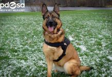 Những con vật được vinh danh nhờ lòng dũng cảm Những con vật được vinh danh nhờ lòng dũng cảm