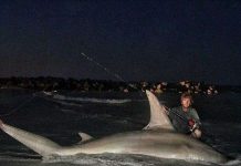 Ngư dân Úc câu được cá mập đầu búa “khủng” nhất thế giới?