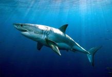 Cá mập có thể sống hơn 70 năm Cá mập có thể sống hơn 70 năm