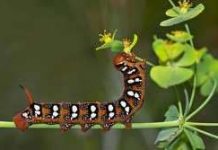 Sâu tấn công rừng thông