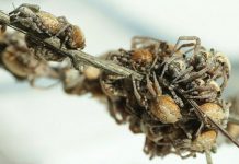 Nhện “trinh nữ” hiến thân làm mồi cho đàn nhện con Nhện "trinh nữ" hiến thân làm mồi cho đàn nhện con