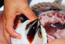 Vật liệu dùng cho thiết bị cấy ghép từ răng mực ống