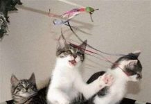 Mèo sinh sản vô tính đầu tiên trên thế giới sinh con