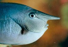 Loài cá lạ nhất hành tinh có mũi dài như vòi tiếp liệu của máy bay