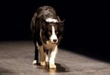 Chó nhớ tên 1.022 đồ vật