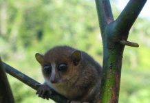 Phát hiện mới loài vượn cáo tí hon Phát hiện mới loài vượn cáo tí hon