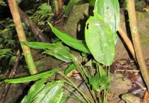 Loài tỏi được phát hiện ở ngọn núi cao nhất Quảng Ngãi