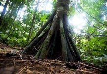 Sự thực về những cây cọ biết đi ở Ecuador