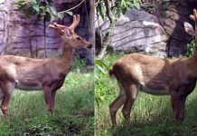 Nai cà tông quý hiếm ở Đắk Lắk có nguy cơ tuyệt chủng