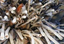 Loài giun ống kỳ lạ này có thể là động vật sống lâu nhất trên thế giới