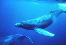 Vì sao cá voi hát?