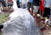 Cá voi nhám nặng 2 tấn vướng lưới ngư dân Cá voi nhám nặng 2 tấn vướng lưới ngư dân