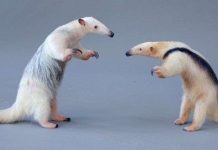 Loài thú có móng vuốt khỏe đập vỡ băng đá và bốc mùi gấp 4 lần chồn hôi