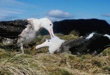 Hải âu hiếm nhất thế giới