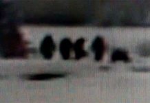 Bắt gặp gia đình quái vật Bigfoot ở vườn quốc gia Mỹ? Bắt gặp gia đình quái vật Bigfoot ở vườn quốc gia Mỹ?