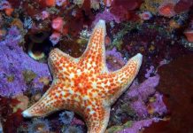 Tìm hiểu thế giới sao biển sặc sỡ sắc màu