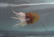 Chế tạo robot có thể di chuyển giống bạch tuộc