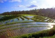 Giống và mùa vụ lúa đông xuân