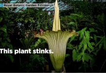 Hoa xác thối sắp nở ở vườn hoàng gia Anh Hoa xác thối sắp nở ở vườn hoàng gia Anh