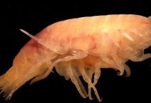 Phát hiện hai loài tôm biển mới chuyên ăn xác cá voi Phát hiện hai loài tôm biển mới chuyên ăn xác cá voi