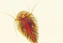 Tìm thấy “hóa thạch sống” động vật cổ xưa nhất thế giới