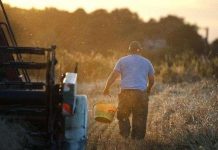 Lần đầu tiên giải mã thành công cấu trúc bộ gene lúa mỳ