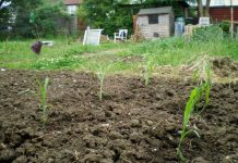 Một phần tư đất trên thế giới đang thoái hóa