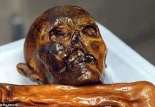 Tìm được 19 hậu duệ của xác ướp băng giá 5.300 tuổi