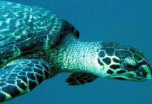 Kêu cứu cho rùa biển Việt Nam