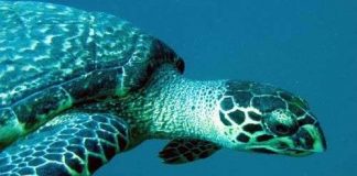 Kêu cứu cho rùa biển Việt Nam