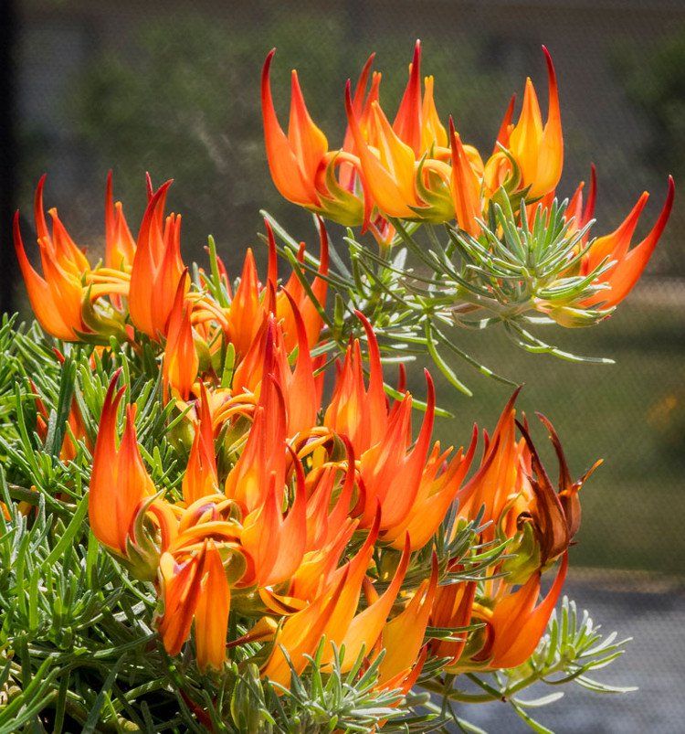 “Tận mục” vẻ đẹp của một trong những loài hoa hiếm bậc nhất thế giới