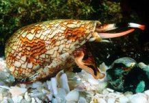 Phát hiện cách ốc nón ra chiêu "một đòn chết chục"