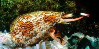 Phát hiện cách ốc nón ra chiêu "một đòn chết chục"