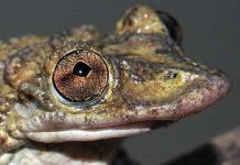 Hai loài ếch mới có độc tố kinh khủng hơn cả rắn hổ