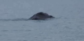 "Sinh vật bí ẩn" xuất hiện tại Ireland