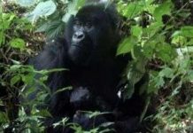 Hơn 16.300 loài có nguy cơ tuyệt chủng