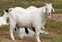 Dê thay đổi tiếng kêu theo môi trường Dê thay đổi tiếng kêu theo môi trường