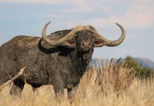 Trâu sừng cong đắt nhất thế giới giá 12 triệu USD