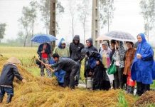 Trichoderma có khả năng xử lý rơm rạ ngay tại đồng