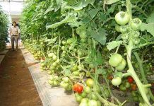 Giống cà chua ghép làm ra không đủ bán