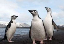 Chim cánh cụt Nam Cực giảm nghiêm trọng Chim cánh cụt Nam Cực giảm nghiêm trọng