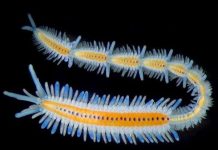 Loài giun đa dạng nhất dưới đáy đại dương