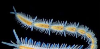 Loài giun đa dạng nhất dưới đáy đại dương