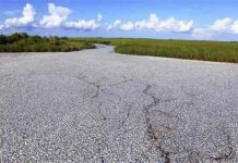 Bàng hoàng với bạt ngàn cá chết ở Louisiana Bàng hoàng với bạt ngàn cá chết ở Louisiana